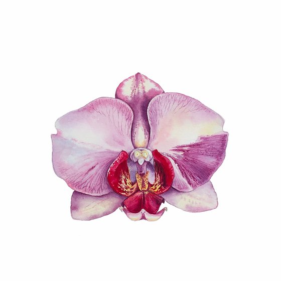 Orchid Phaleonopsis. A series of original watercolour artwork.