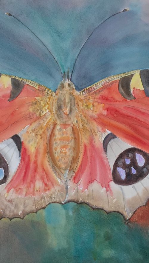 Lucky peacock butterfly by Samantha Adams