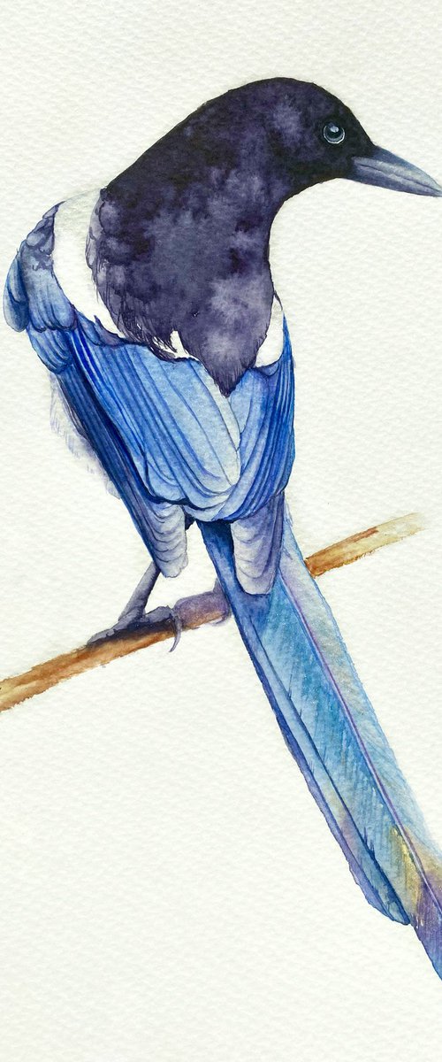 Watercolour bird magpie sitting on a branch in the rays of the sun 2 by Tetiana Savchenko