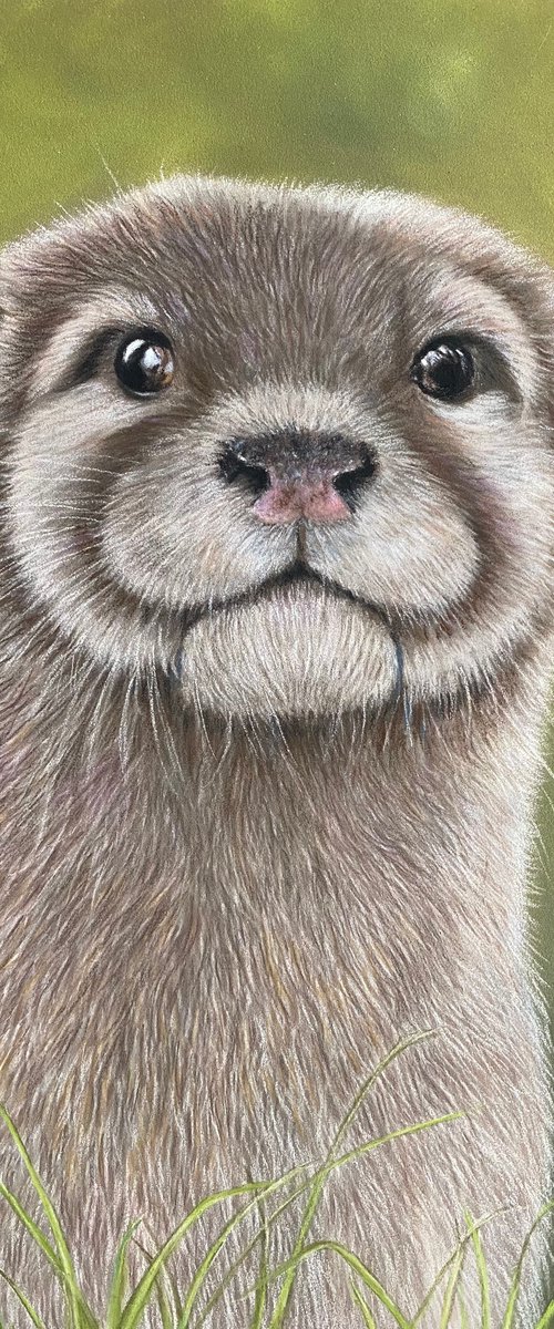 Otter by Maxine Taylor