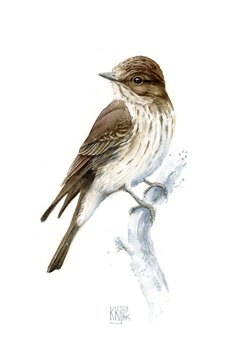Spotted flycatcher bird by Karolina Kijak