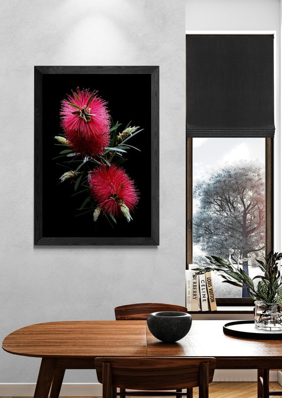 Red Bottlebrush