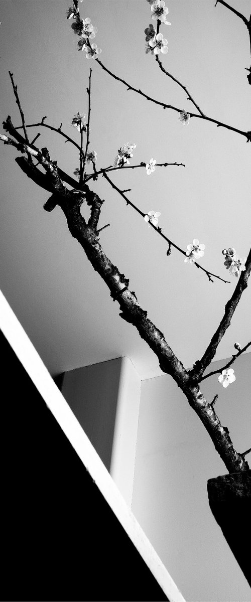 White Light#035- Plum tree, Stones - by Keiichiro Muramatsu