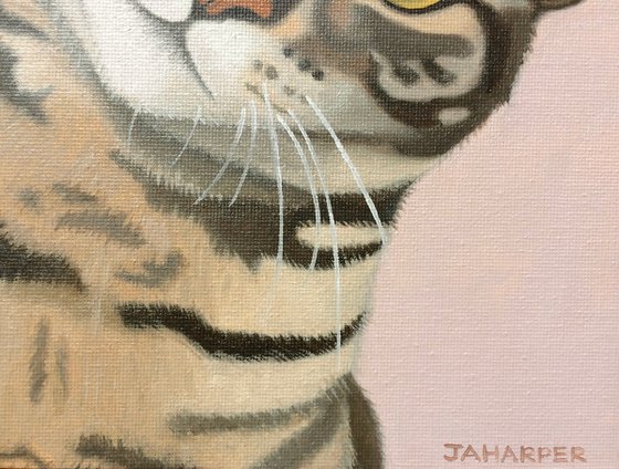 Doolally Cat