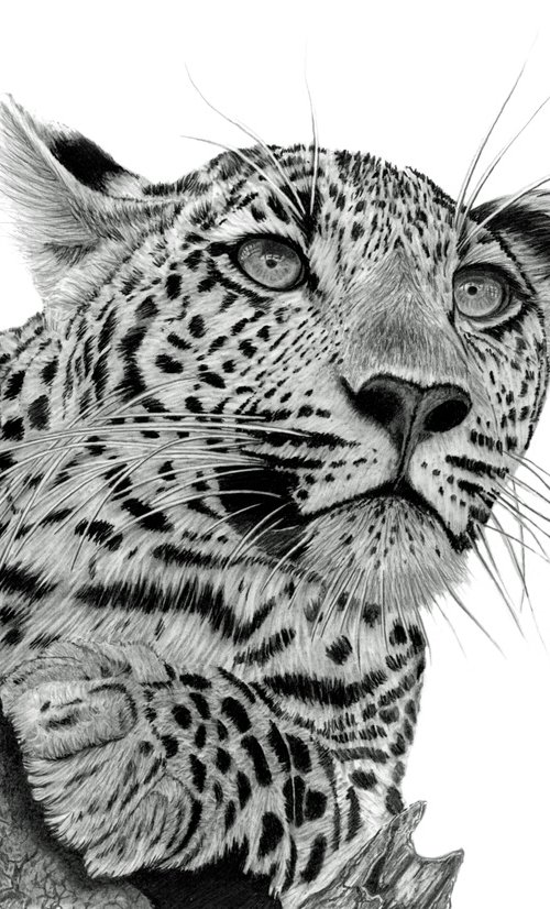 Pensive Leopard by Paul Stowe