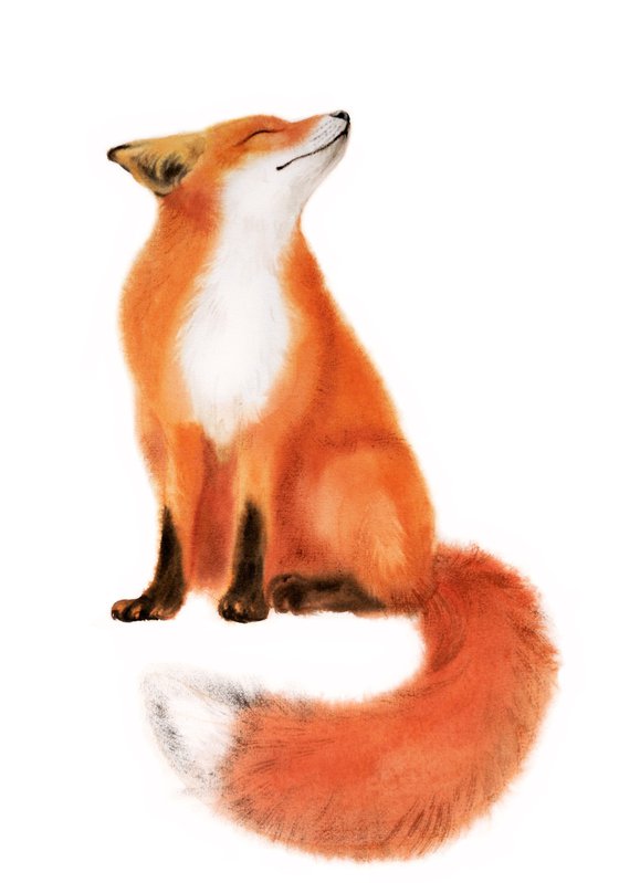 Red Fox - foxy - fox portrait - fox watercolor - fox looks upwards