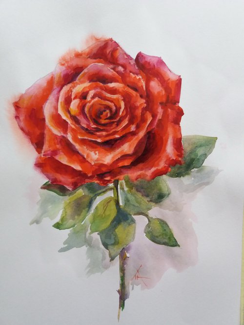 Rose by Liubov Ponomarova