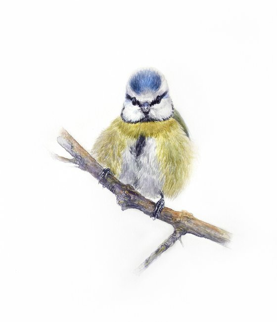 Nuthatch & Blue Tit (Set of 2)