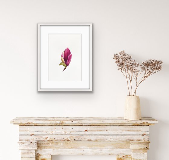 Magnolia blossom. A flower bud. Original watercolor artwork.