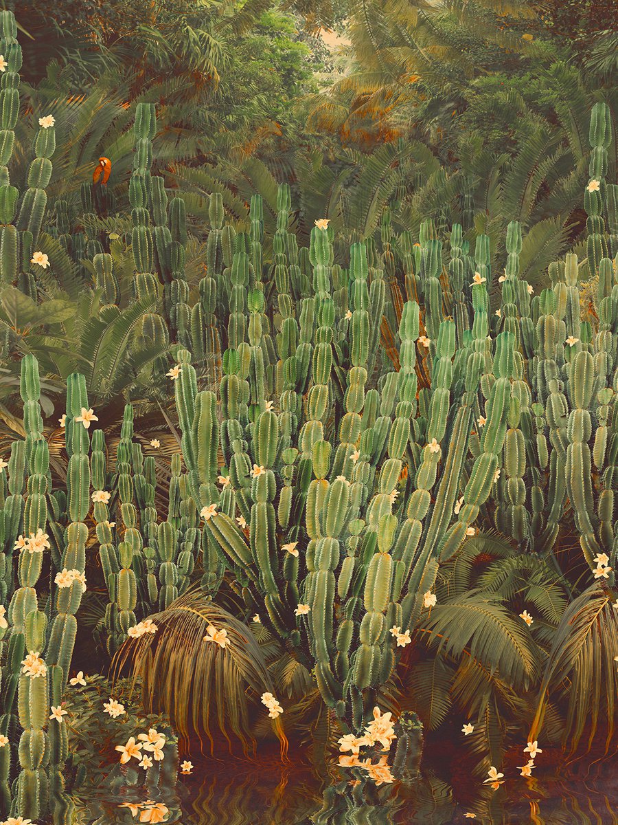 Cactus Jungle - Framed by Nadia  Attura