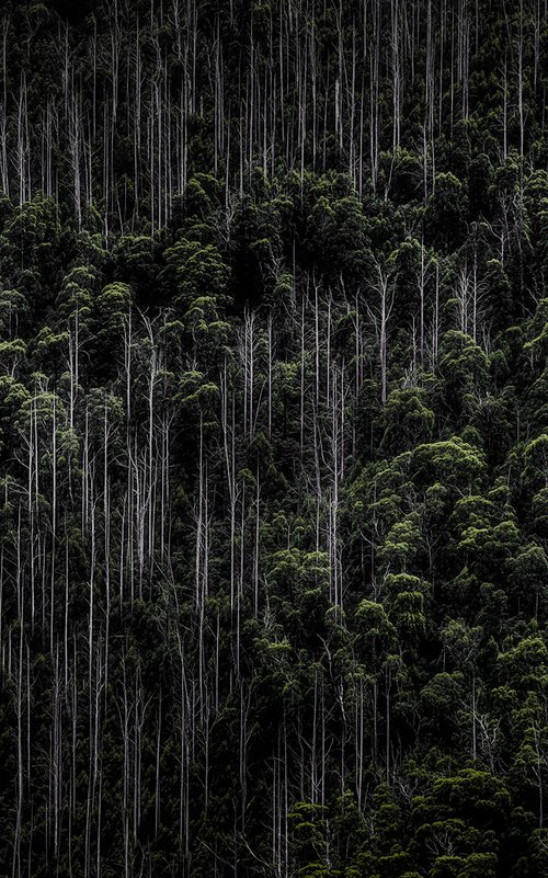 Alpine Forestscape by Nick Psomiadis