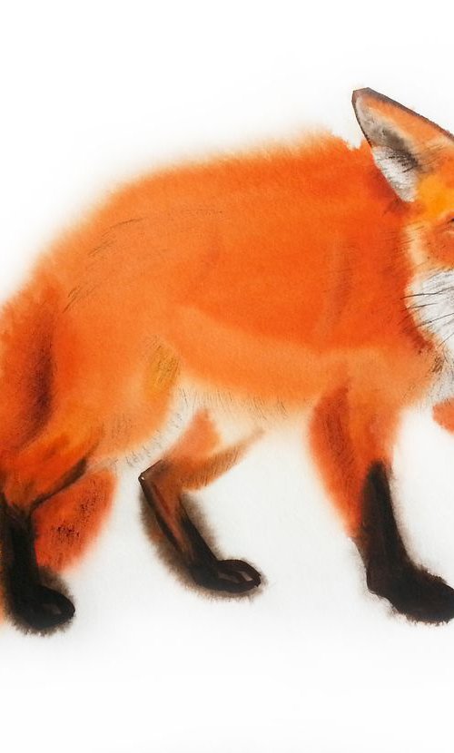 Wary Fox - Red Fox - Fox Water by Olga Beliaeva Watercolour