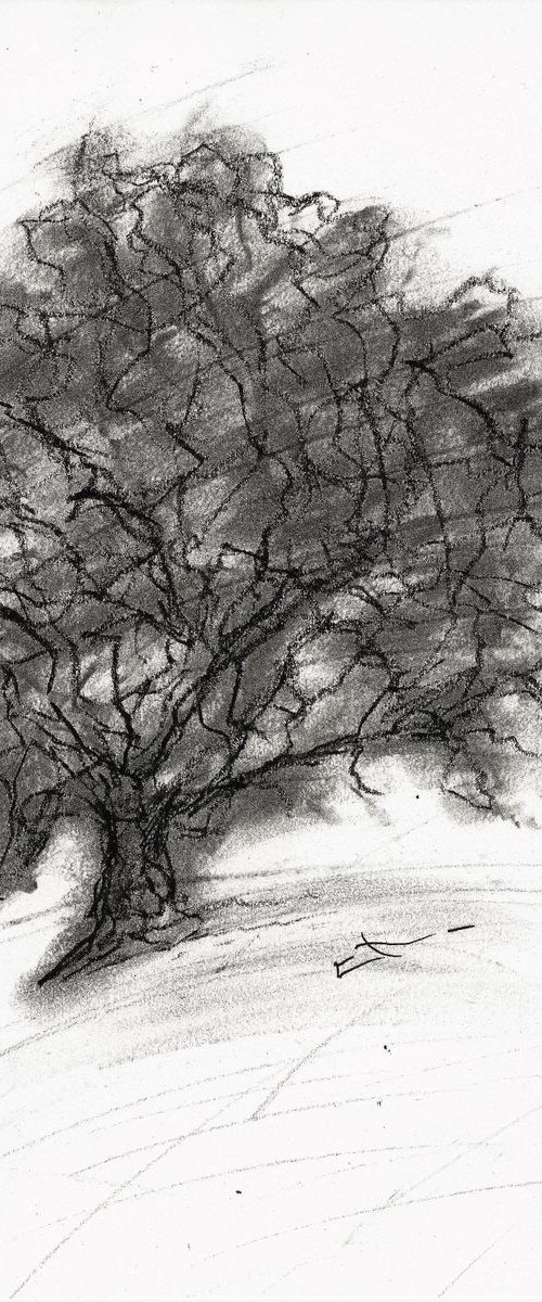 Dessin au fusain, Etude d'arbre, Chêne, 26 x 20,5 cm by Lionel Le Jeune