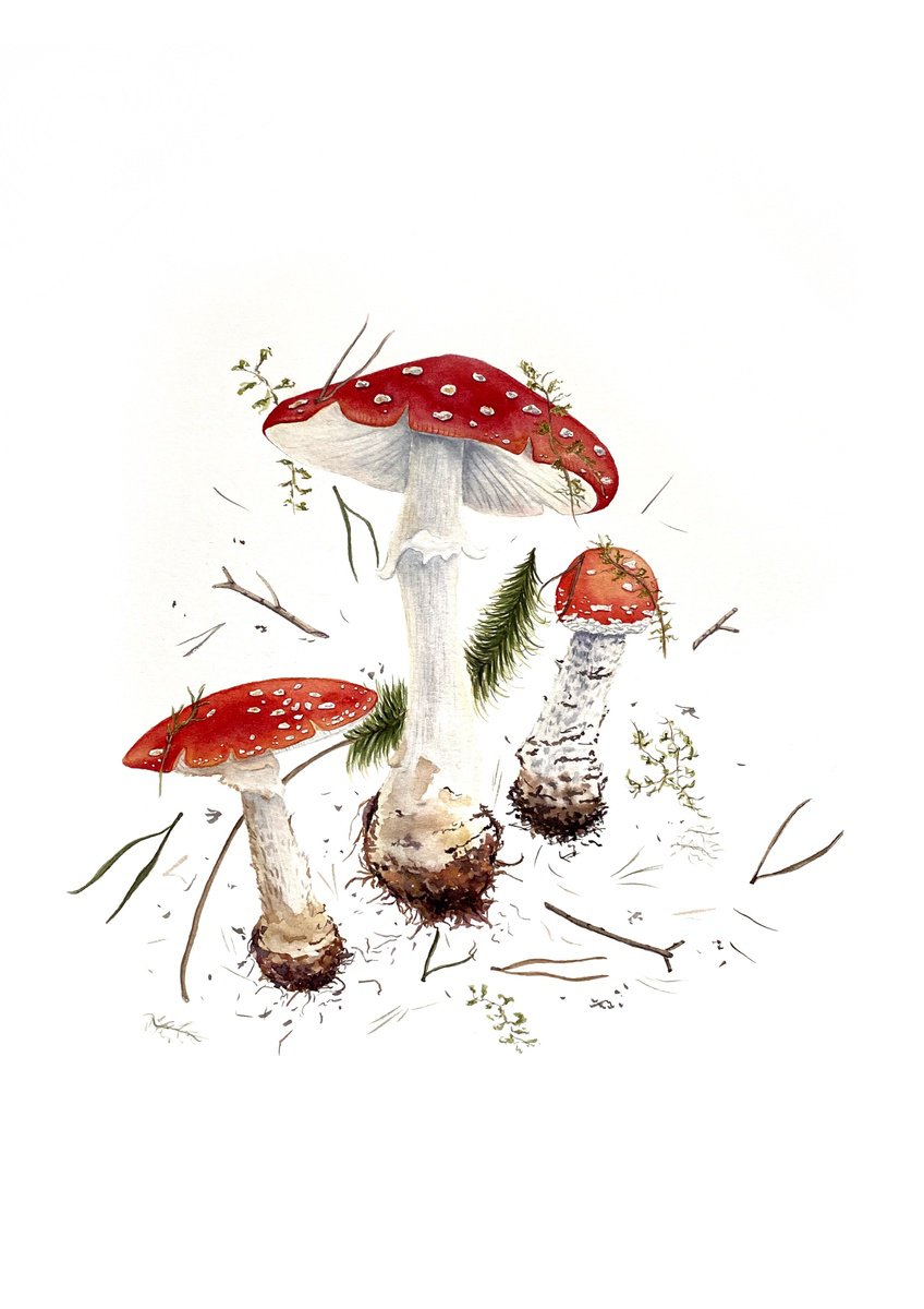 Mushrooms by Tina Shyfruk