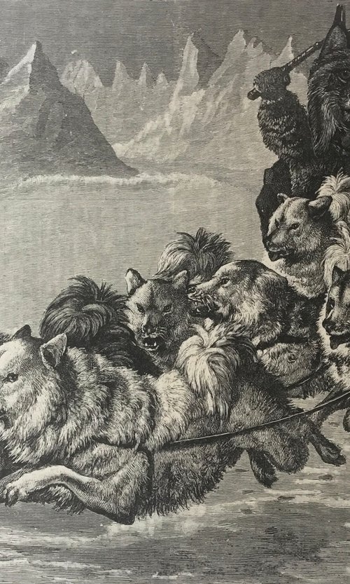 Dog Sledge by Tudor Evans
