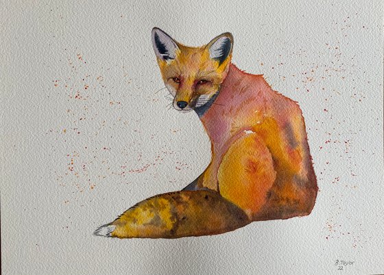 The curious fox watercolour painting.