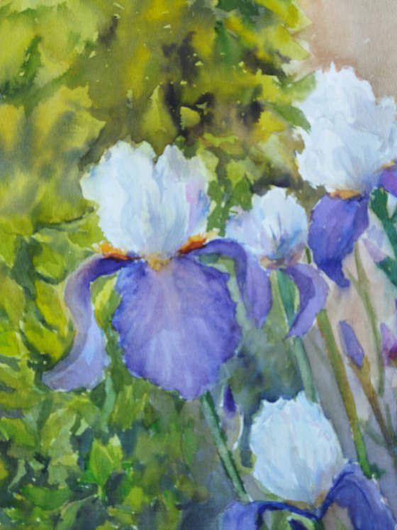 Charming irises