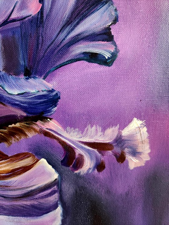 Iris in Barocco Style.