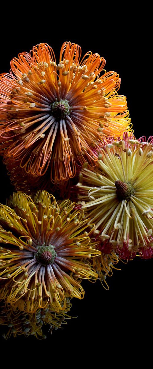 Three Banksias by Nadia Culph