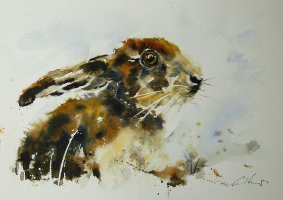 Young Hare.