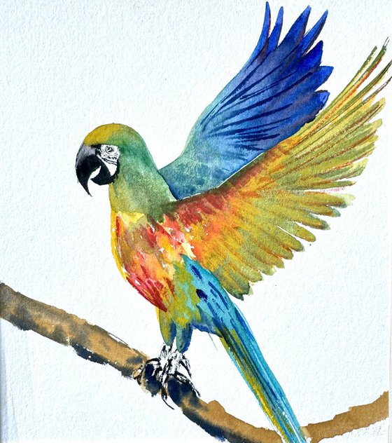 Parrot Psittacoidea