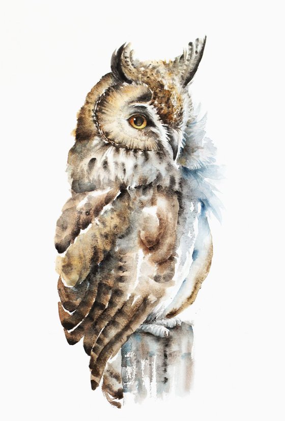 Long-eared Owl, wildlife, birds watercolours