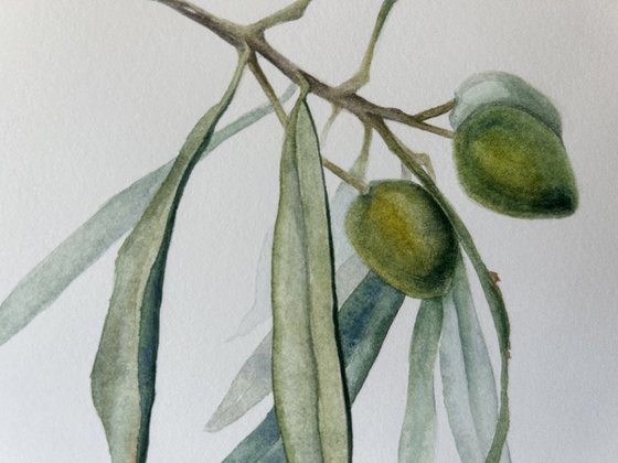 Olive branch