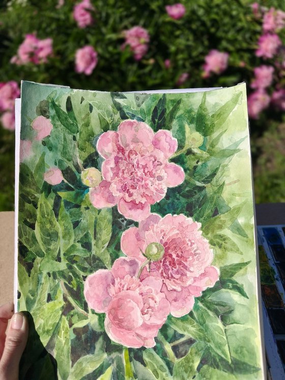 Peonies