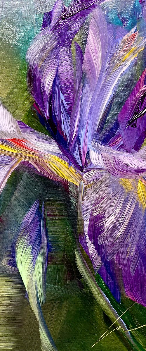 Purple iris by Vera Kober