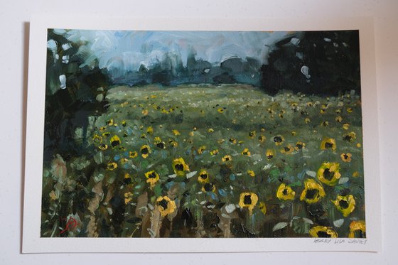 In the sunflower field