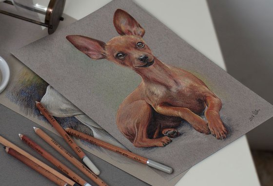 Pastel portrait of russian toy terrier. 21x30 cm