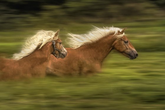 Flying Horses