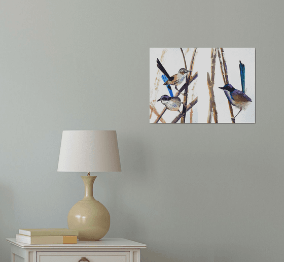 Purple-crowed Fairy-wrens