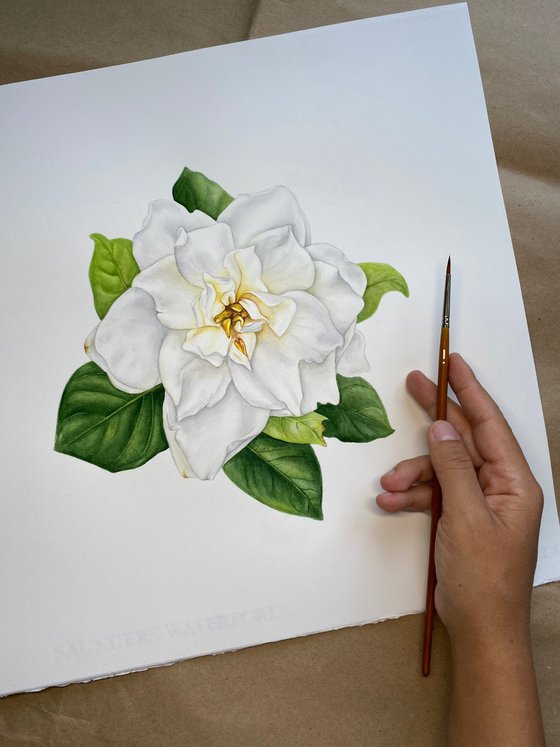 White Gardenia
