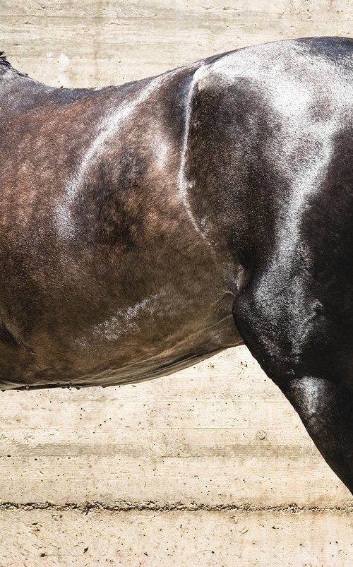 ANDALUCIAN STALLION by Andrew Lever