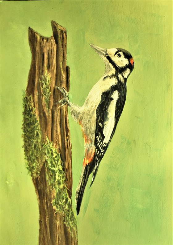 Great Spotted Woodpecker