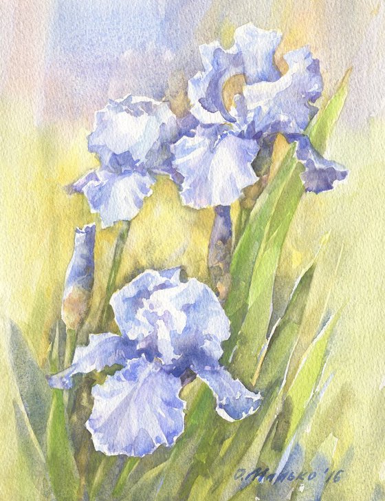 Blue irises / Iris painting Floral watercolor Sky blue flowers