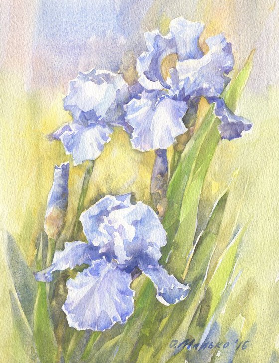 Blue irises watercolor