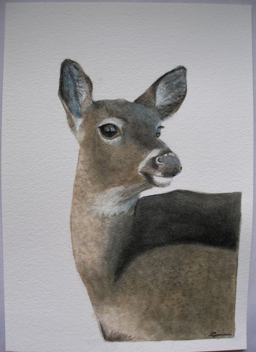 Whitetail Deer Watercolour by Kamila Lipman