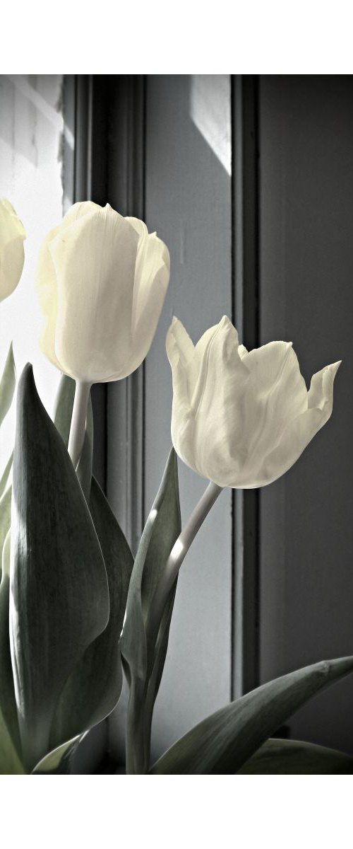 Tulips in Spring Light by Barbara Storey