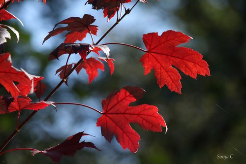 Red leaves by Sonja  Čvorović