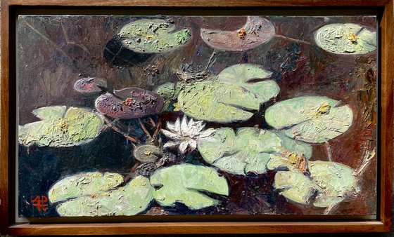 Water Lilies in Still Light