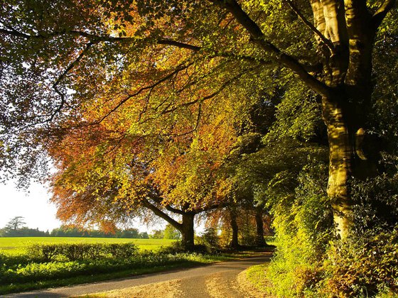 Country Lane In Rural Hampshire