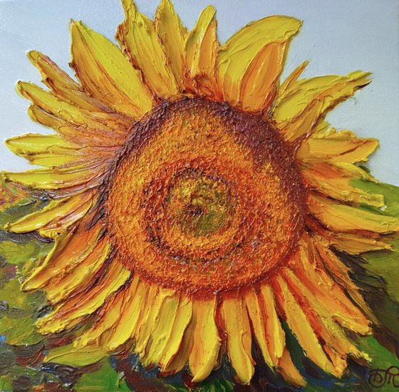 Sunlit sunflower