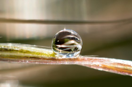 DROP IN INSIDE THE PASQUE FLOWER