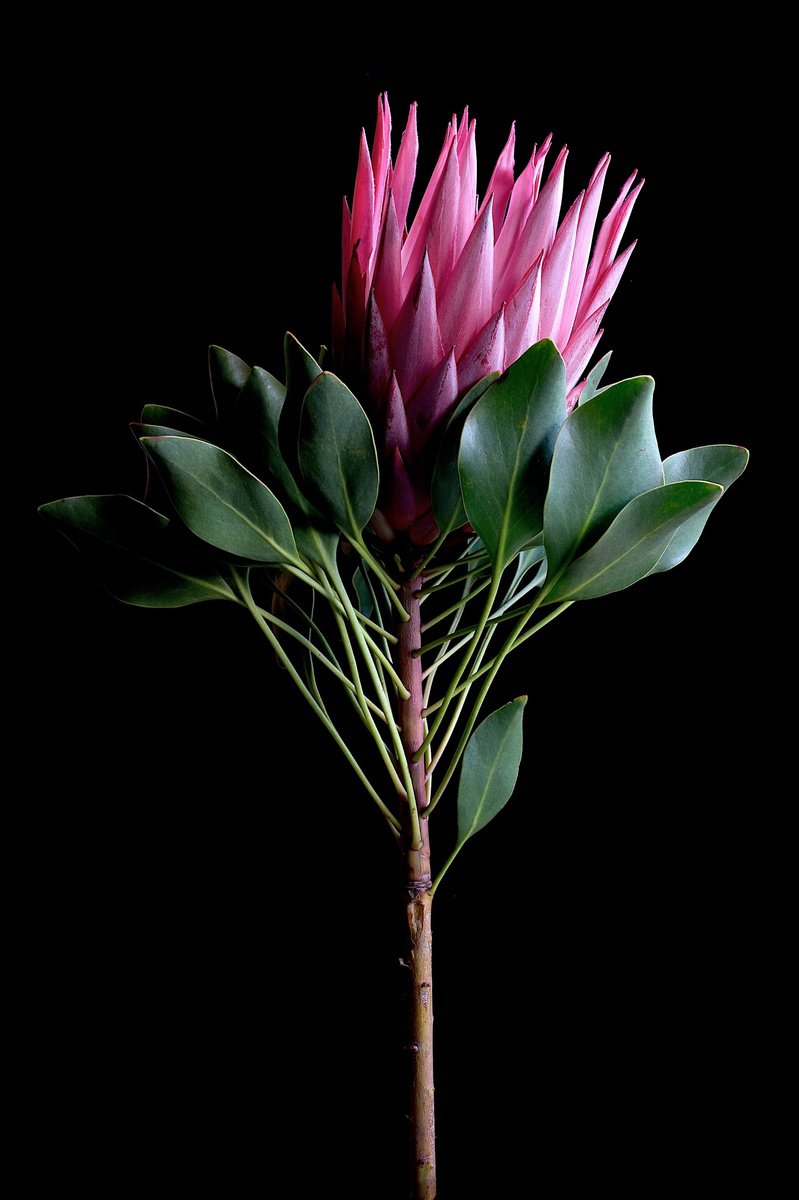 Botanical Photograph By Nadia Culph, 24 X 35", King For A Day, Original Artwork