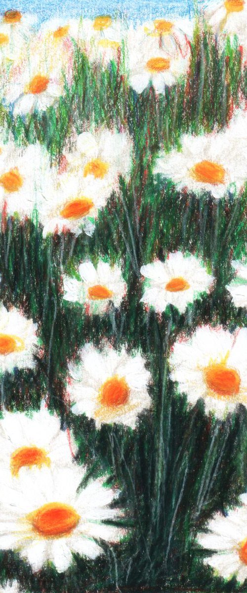 NO.140, Camomiles by sedigheh zoghi