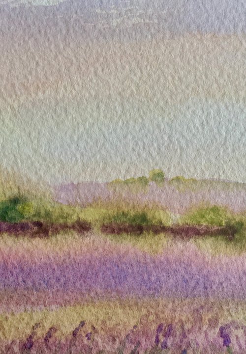 Lavender fields, near Salisbury, Wiltshire by Samantha Adams