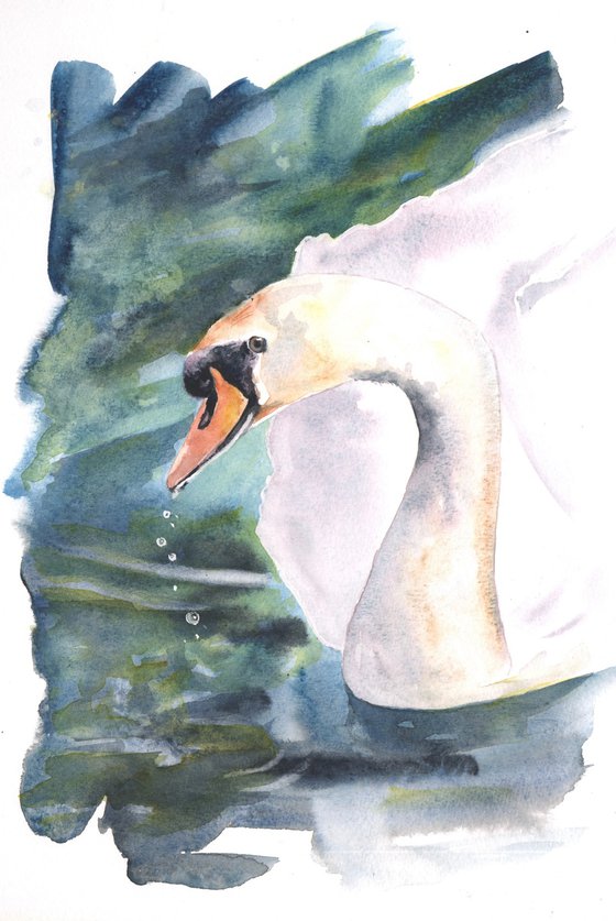 Swan Study
