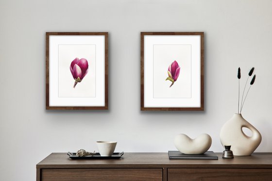 Magnolia blossom. A flower bud. Original watercolor artwork.